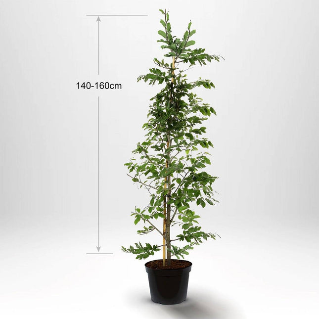 Köp Bok - Fagus sylvatica - krukodlad 140-160 cm - Co 5 - Kvalitet A Remco Bok
