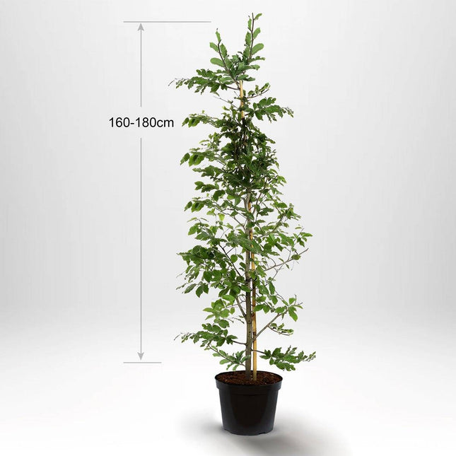 Köp Bok - Fagus sylvatica krukodlad 160-180cm - Co 10 - Kvalitet A Remco Bok