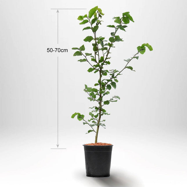 Köp Bok, fagus sylvatica krukodlad 50-70 cm, P9/11 - Kvalitet A Remco Bok