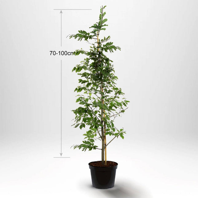 Köp Bok, krukodlad 40-60 cm ex stöd Co 2 - Kvalitet LQ Remco Bok