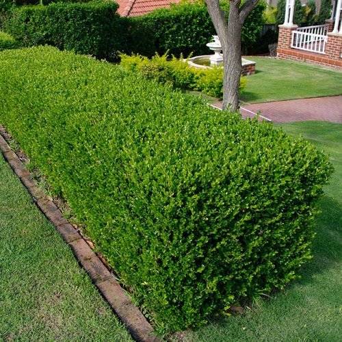 Köp Buxbom - Buxus Sempervirens, 80-100 cm - Rotklump Remco
