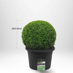 Köp Buxbom klot Ø55-60cm - Krukstorlek 40 L - XL - Fraktfri Thujor.se