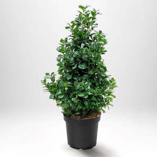 Köp Lagerhägg Etna 125-150 cm - Prunus laurocerasus | Vintergrön Häckväxt Remco