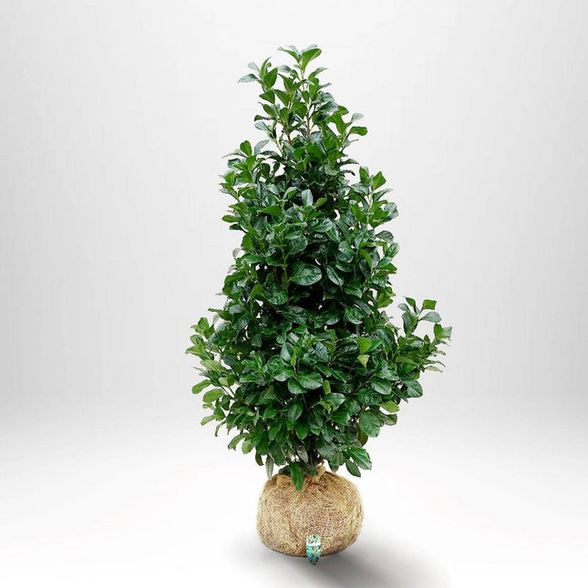 Köp Lagerhägg Etna 100-125 cm RB - Prunus laurocerasus | Vintergrön Häckväxt Remco