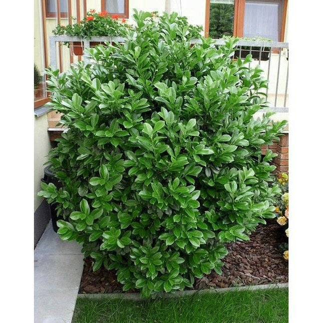 Köp Lagerhägg Etna 100-125 cm RB - Prunus laurocerasus | Vintergrön Häckväxt Remco