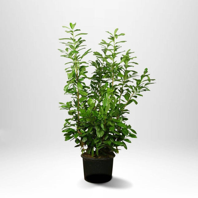 Köp Lagerhägg Genolia - Prunus laurocerasus - Krukodlad - Välj strl Remco