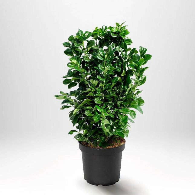 Köp Lagerhägg Novita - Prunus laurocerasus - krukodlad - välj storlek 175-200 cm Co 15 Remco