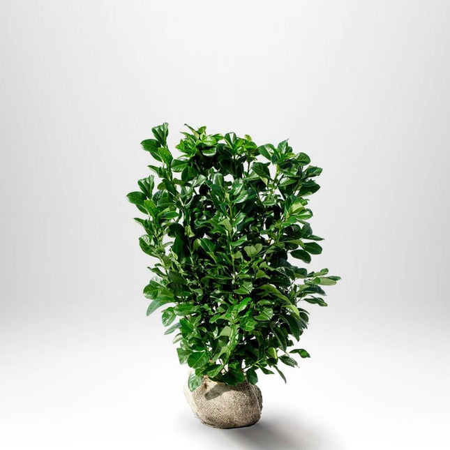 Köp Lagerhägg Novita RB - Prunus laurocerasus - Kvalitet LQ Remco