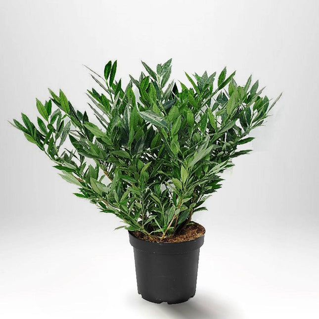 Köp Lagerhägg Otto Luyken - Prunus laurocerasus 60-80 cm Co 10 Remco