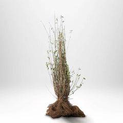 Köp Ligustrum ovalifolium Green Diamond 30-50 cm - BR - 25 st pack - Fraktfritt Kvalité: LQ Liguster