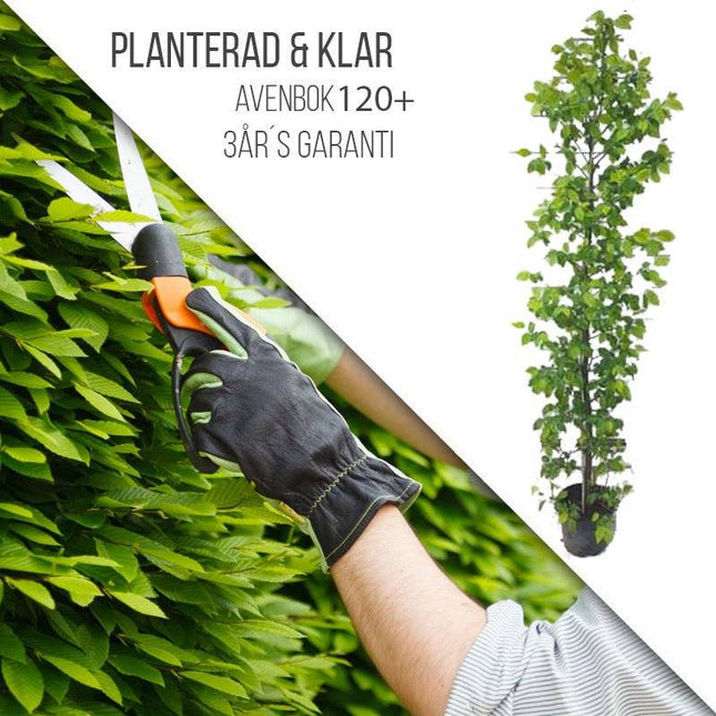 Köp Planterad & Klar Avenbok 120+ Thujor.se Planterad & Klar
