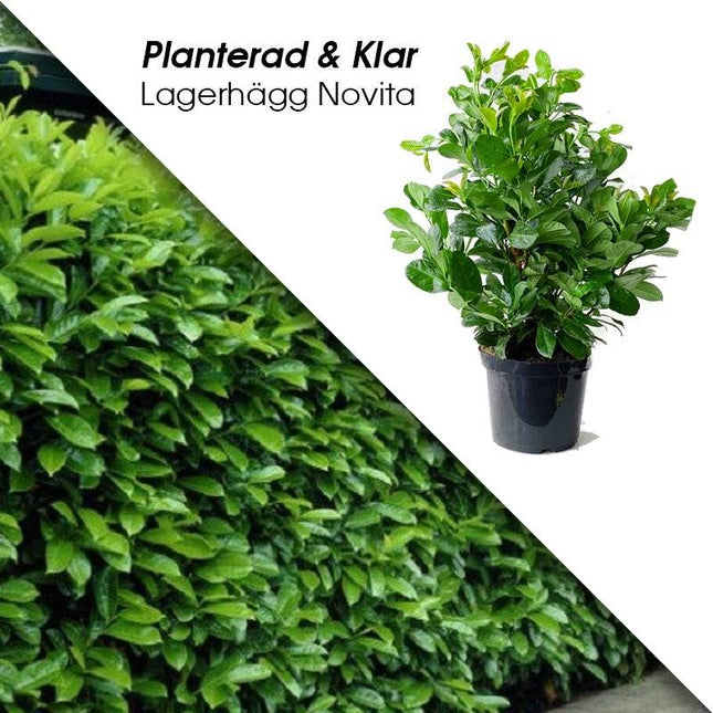 Köp Planterad & Klar Lagerhägg Novita 60-80cm Thujor.se Planterad & Klar