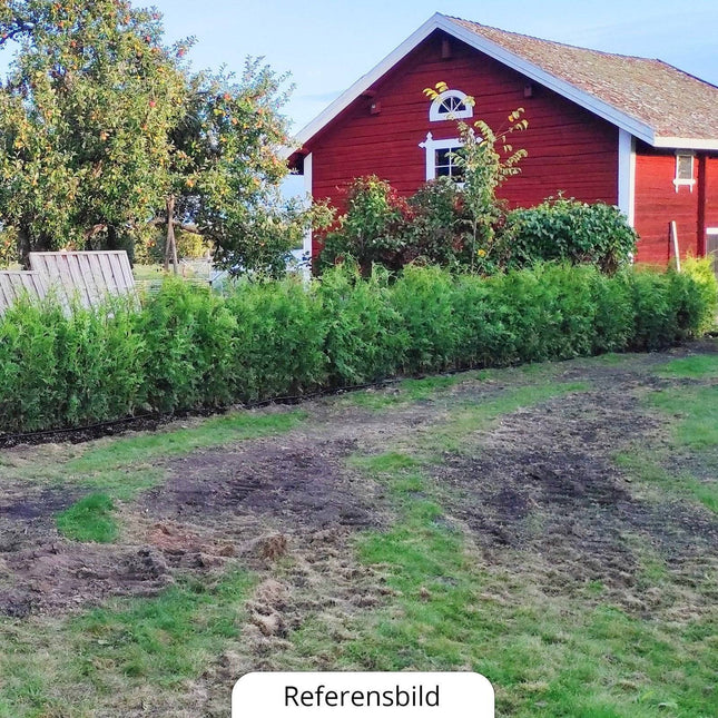 Köp Planterad & Klar Thuja Brabant 100-120cm Thujor.se Planterad & Klar