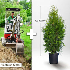 Köp Planterad & Klar Thuja Brabant 100-120cm Thujor.se Planterad & Klar