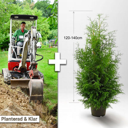 Planterad & Klar Thuja Brabant 120-140cm