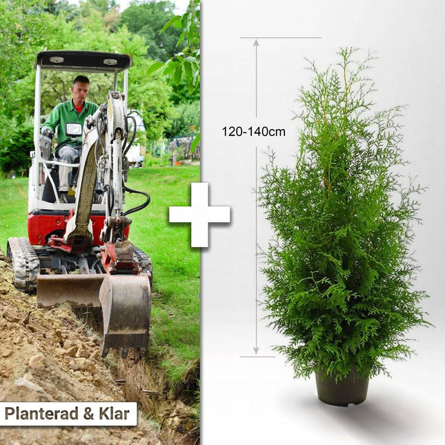 Köp Planterad & Klar Thuja Brabant 120-140cm Thujor.se Planterad & Klar