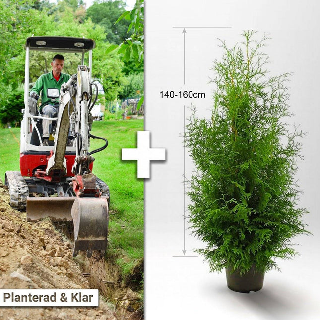 Köp Planterad & Klar Thuja Brabant 140-160cm Thujor.se Planterad & Klar