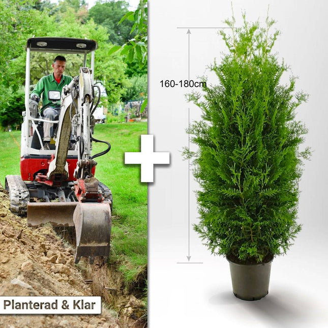 Köp Planterad & Klar Thuja Brabant 160-180cm Thujor.se Planterad & Klar