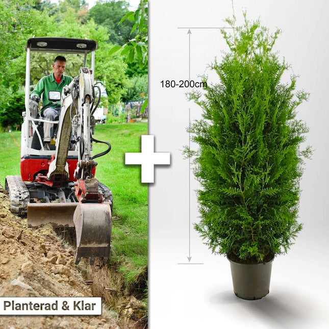 Köp Planterad & Klar Thuja Brabant 180-200cm Thujor.se Planterad & Klar