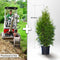 Köp Planterad & Klar Thuja Brabant 60-80cm Thujor.se Planterad & Klar