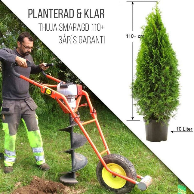 Köp Planterad & Klar Thuja Smaragd 100-120 cm Thujor.se Planterad & Klar