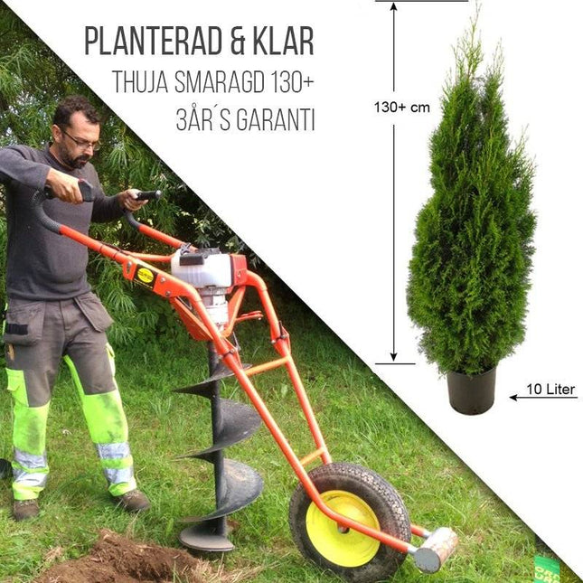 Köp Planterad & Klar Thuja Smaragd 140-160 cm Thujor.se Planterad & Klar
