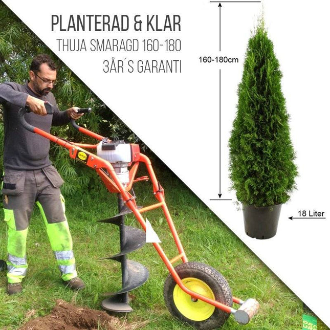 Köp Planterad & Klar Thuja Smaragd 160-180cm Thujor.se Planterad & Klar