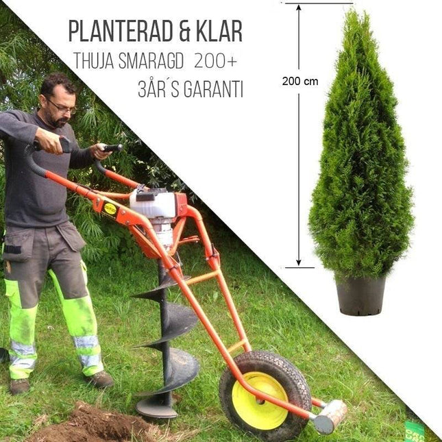Köp Planterad & Klar Thuja Smaragd 180-200cm Thujor.se Planterad & Klar