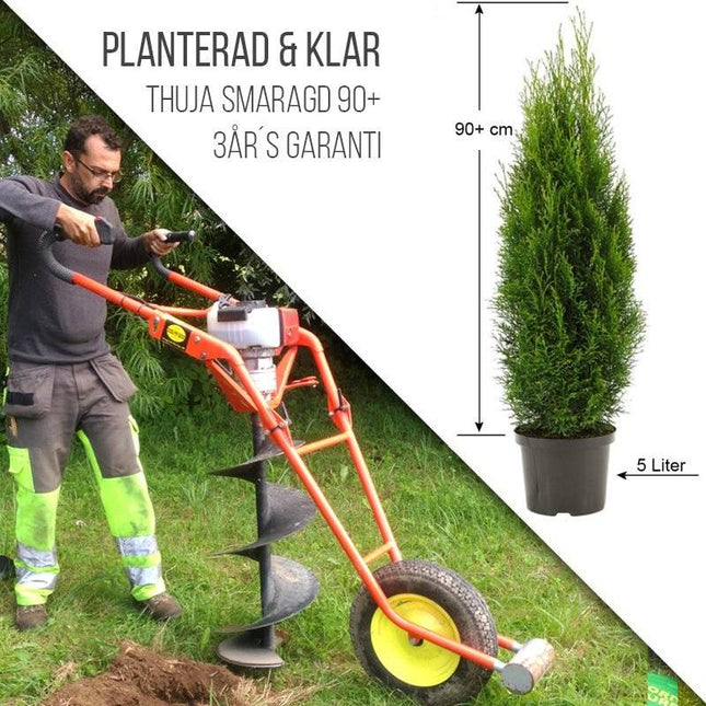 Köp Planterad & Klar Thuja Smaragd 80-100 cm Thujor.se Planterad & Klar