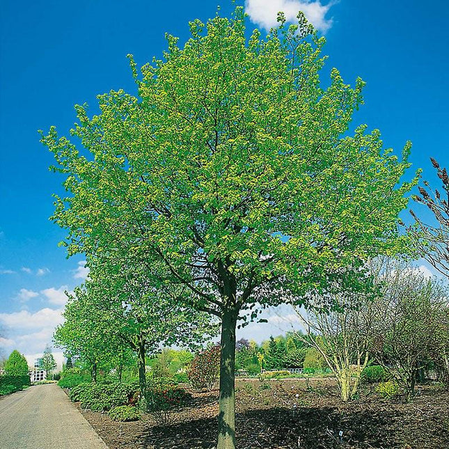 Köp Skogslind Tilia cordata - Co 5/10 - Ca 200+ cm Debski