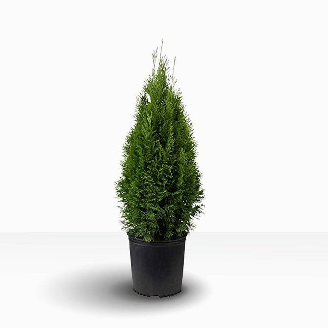 Köp Thuja Fastigiata 60-80 cm, Krukodlad 3-5L Remco