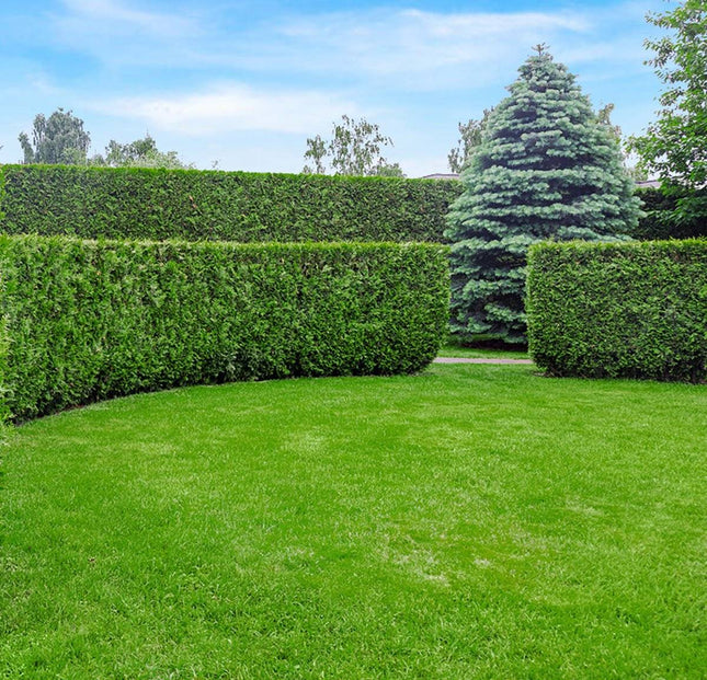 Köp Thuja Martin 120-140cm, Rotklump Remco