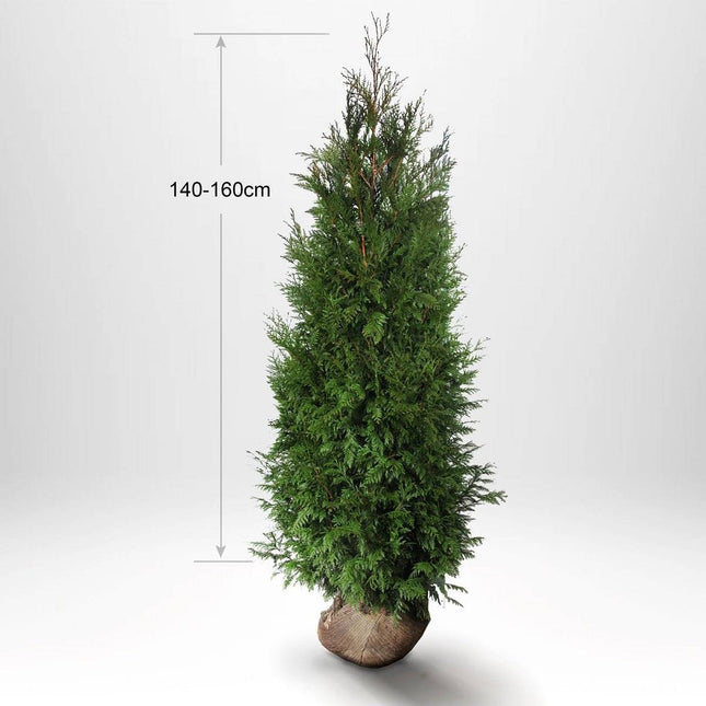 Köp Thuja Martin 180-200 cm, Rotklump Remco