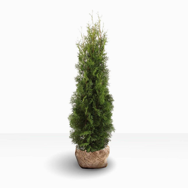 Köp Thuja Pyramidalis Compacta XL 140+, rotklump Remco