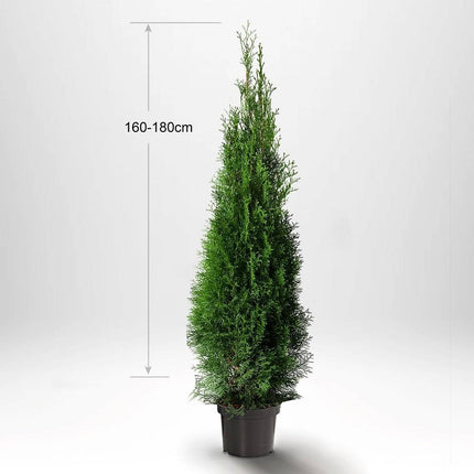 Köp Thuja Smaragd 160-180 cm, Krukodlad, Kvalité: Standard Standard Thuja Smaragd