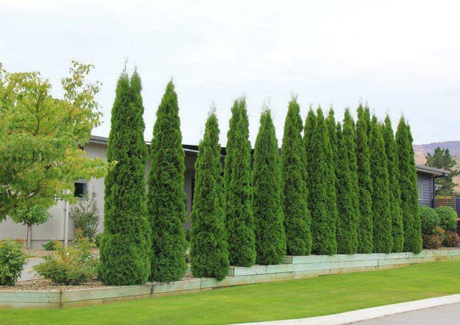 Köp Thuja Smaragd 325-350 cm, RB » LQ Remco Thuja Smaragd