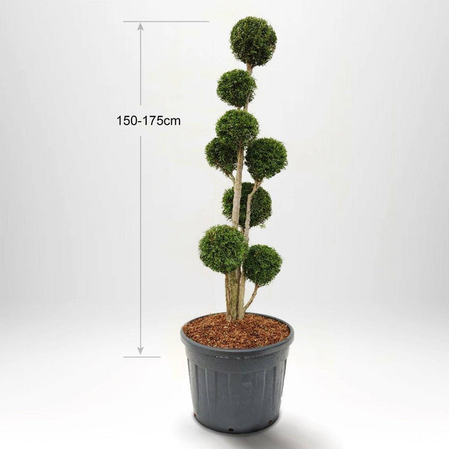 Köp Thuja Smaragd Multistam Pompom 60-175 cm, Krukodlad 20-90L, Kvalite: LQ 150-175 cm - Co 90 Remco Solitär