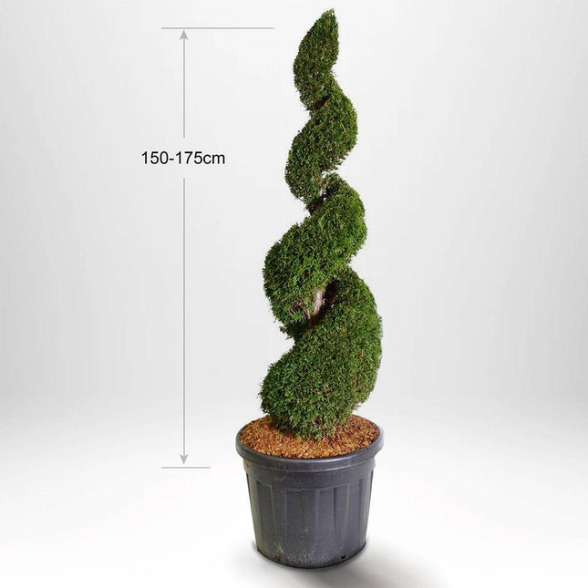 Köp Thuja Smaragd spiral 150-175 cm, Krukodlad 90L, Kvalite: LQ 150-175 cm - Co 90 Remco Solitär