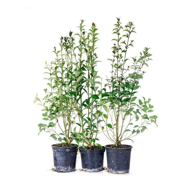 Köp Vintergrön Liguster Atrovirens 100-120 cm Co 3 - 5 Kval LQ Remco