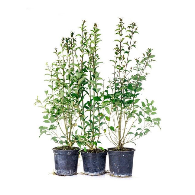 Köp Vintergrön Liguster Atrovirens 120-140 cm Co 3-5 - Kval S Debski