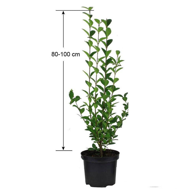 Köp Vintergrön Liguster Atrovirens 80-100 cm Co 5 - Kval LQ Remco